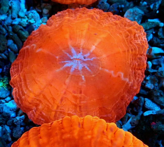 Orange Cynarina