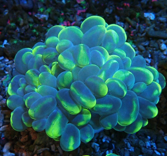 Metallic Blue Green Bubble Coral