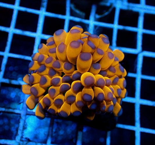 Purple Tip Banana Torch