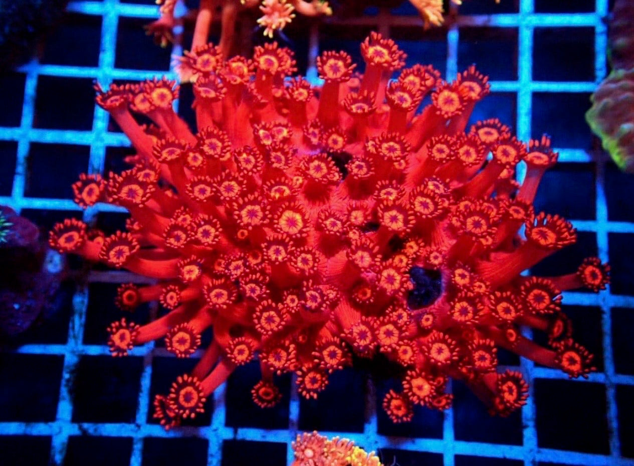 Red Goni Colony