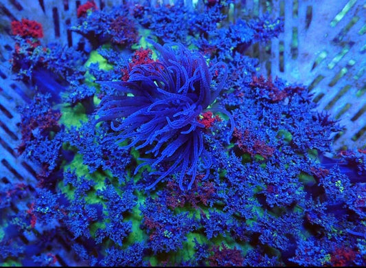 Blue Fire Anemone