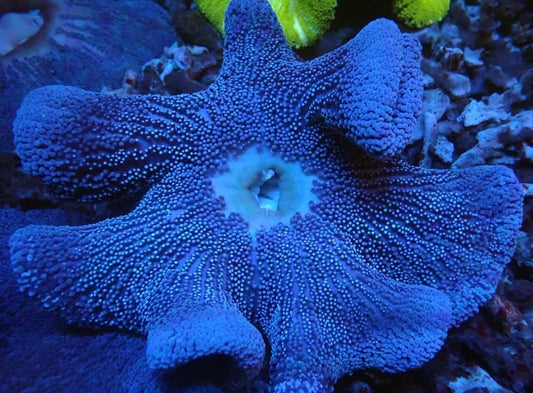 Blue Carpet Anemone