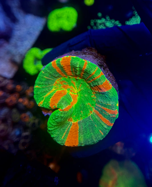 XL Bleeding Apple Scoly