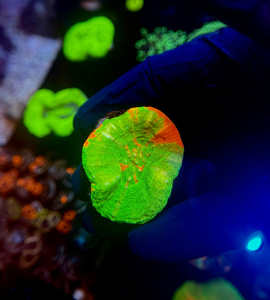 Bleeding Apple Scoly 3