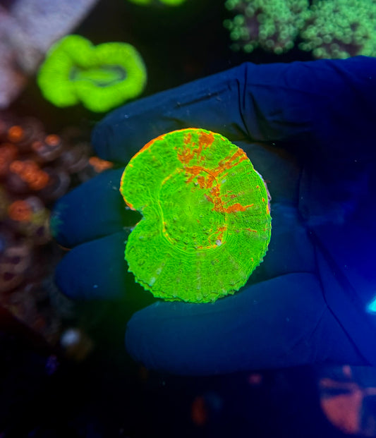 Bleeding Apple Scoly 2