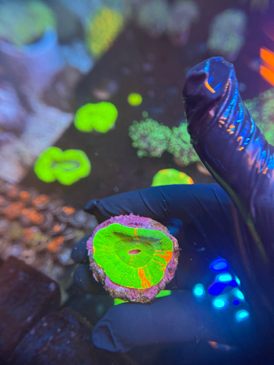 Bleeding apple scoly