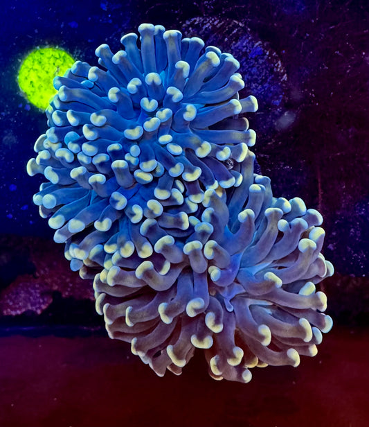 Two head aussie hammer