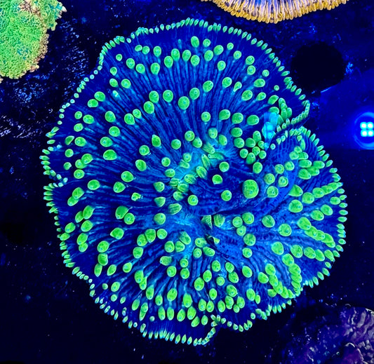 Green/blue plate coral