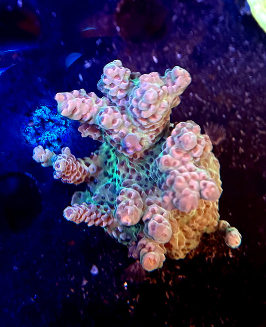 Acro Colony 001