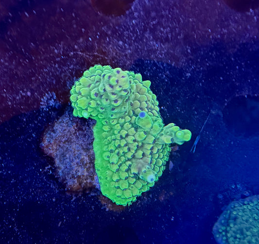 Acro Frag 002