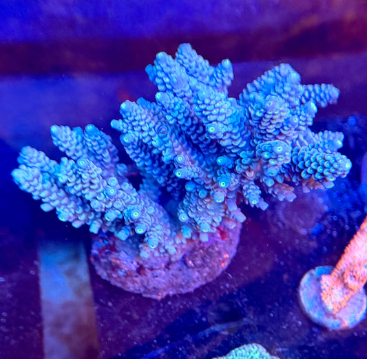 Acro Colony 004
