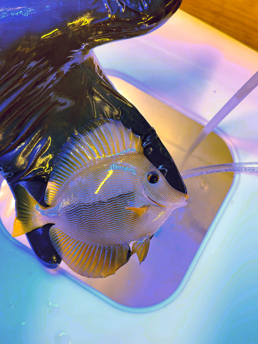 EXTREMELY RARE Yurple Tang