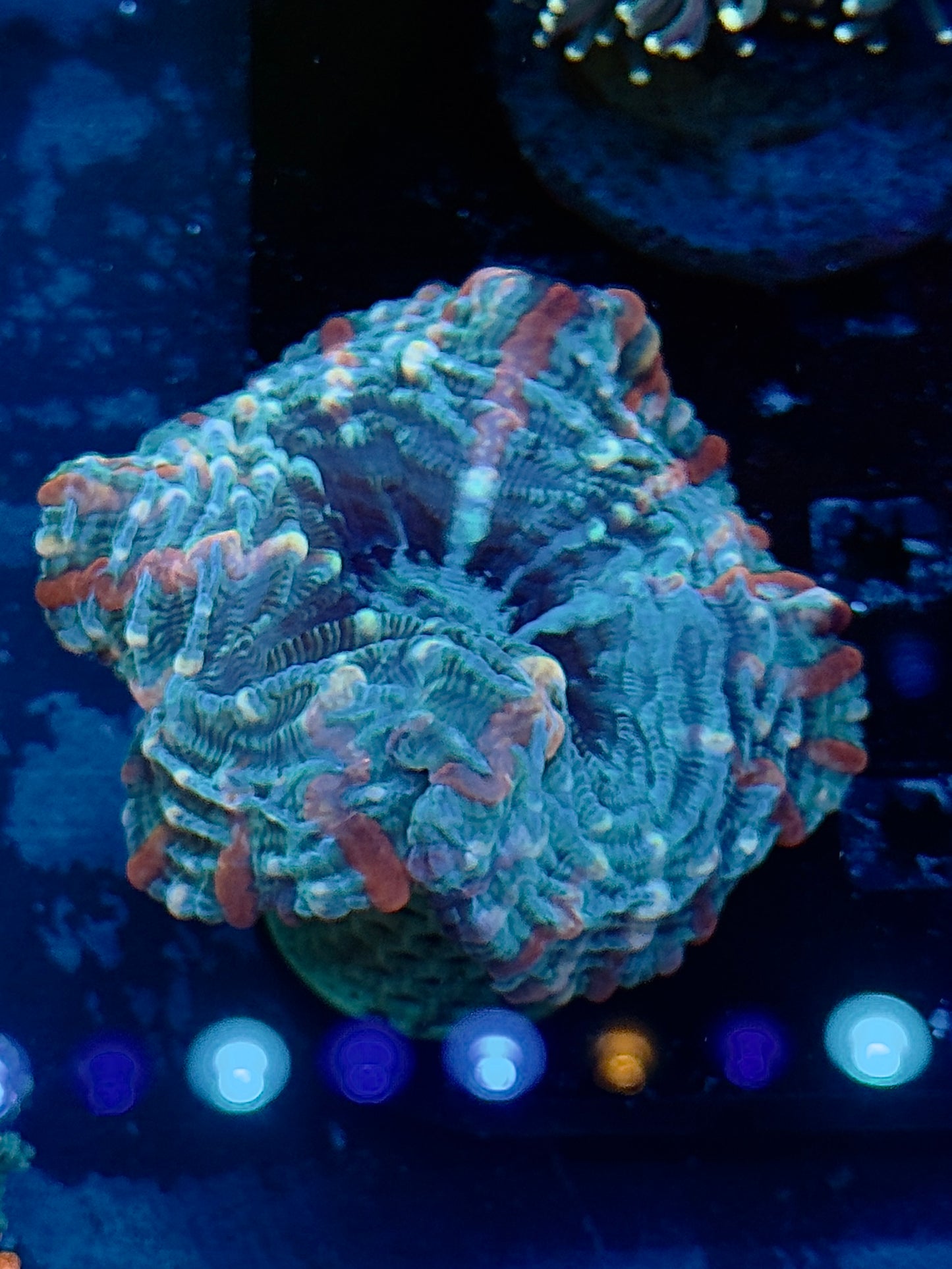 Multi Colored Indophyllia