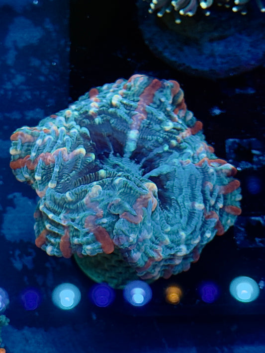 Multi Colored Indophyllia
