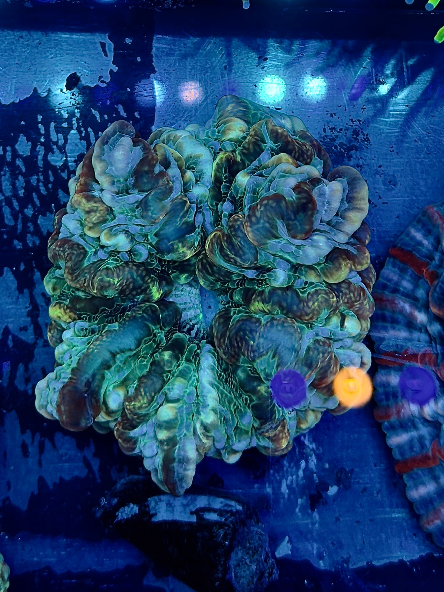 Dark Green Indophyllia