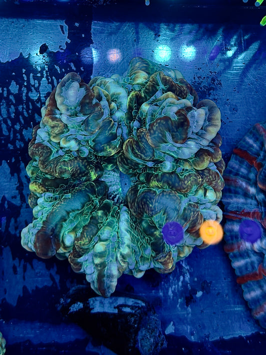 Dark Green Indophyllia