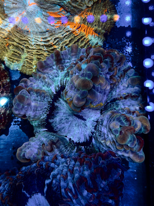 Purple Indophyllia