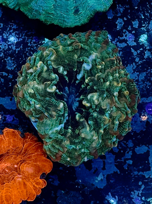 Hunter Green Indophyllia