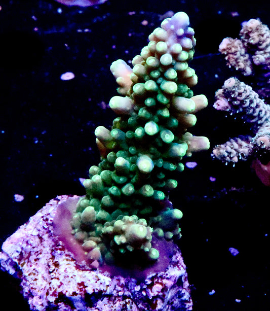 Large Acro