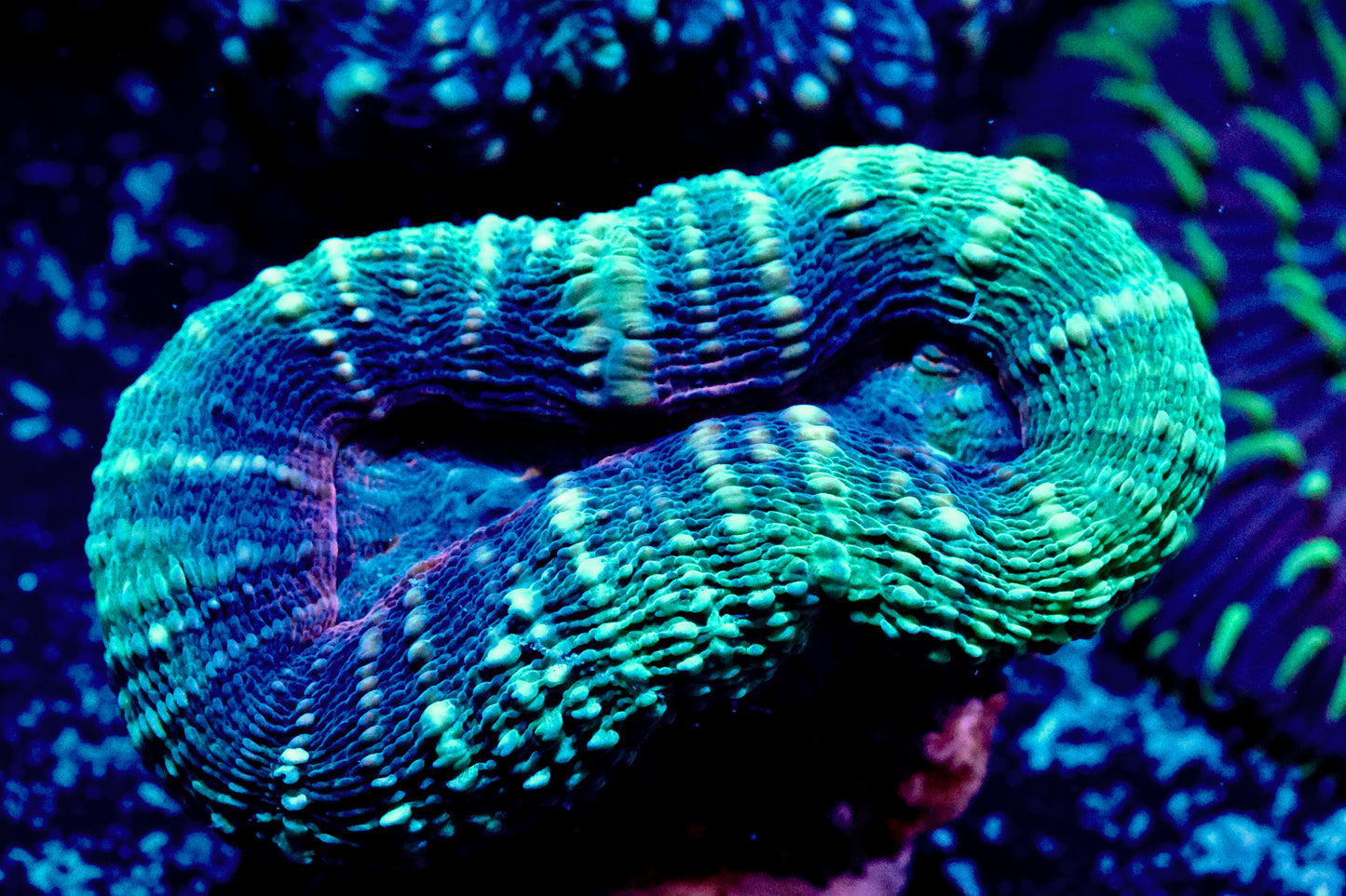 Green and Blue Lobo