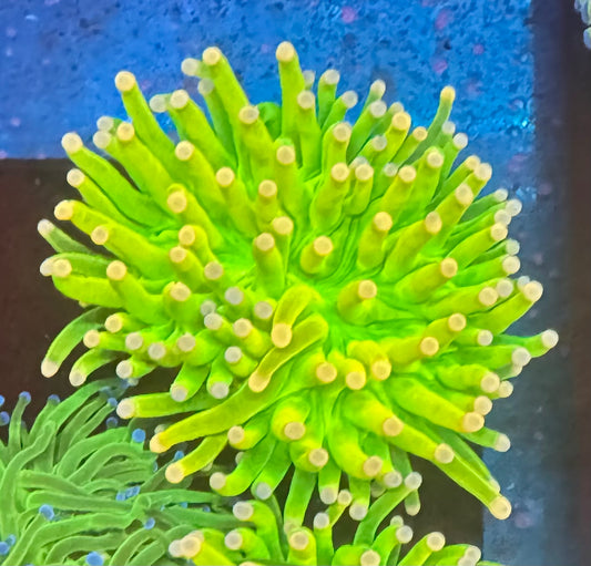 Malaysian Pink Tip Torch