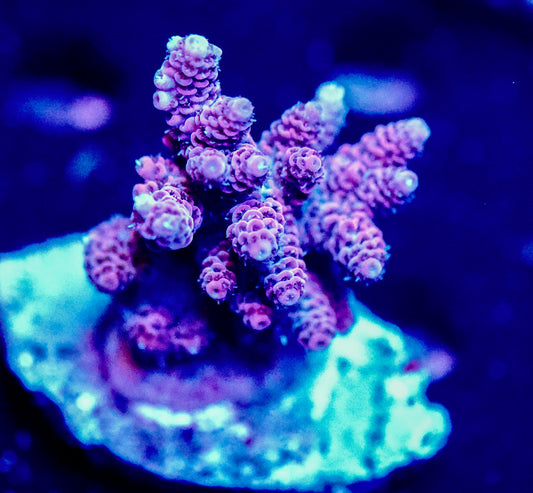 Red Millie Colony