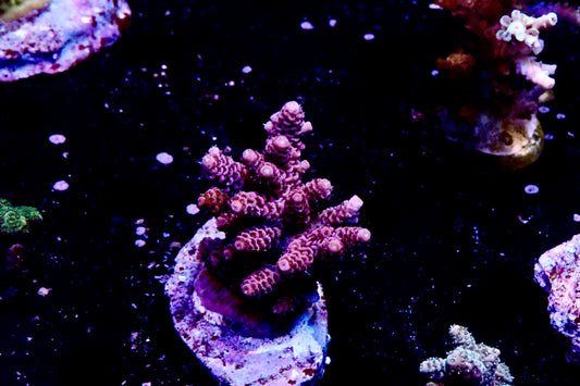 Pink Milli Colony