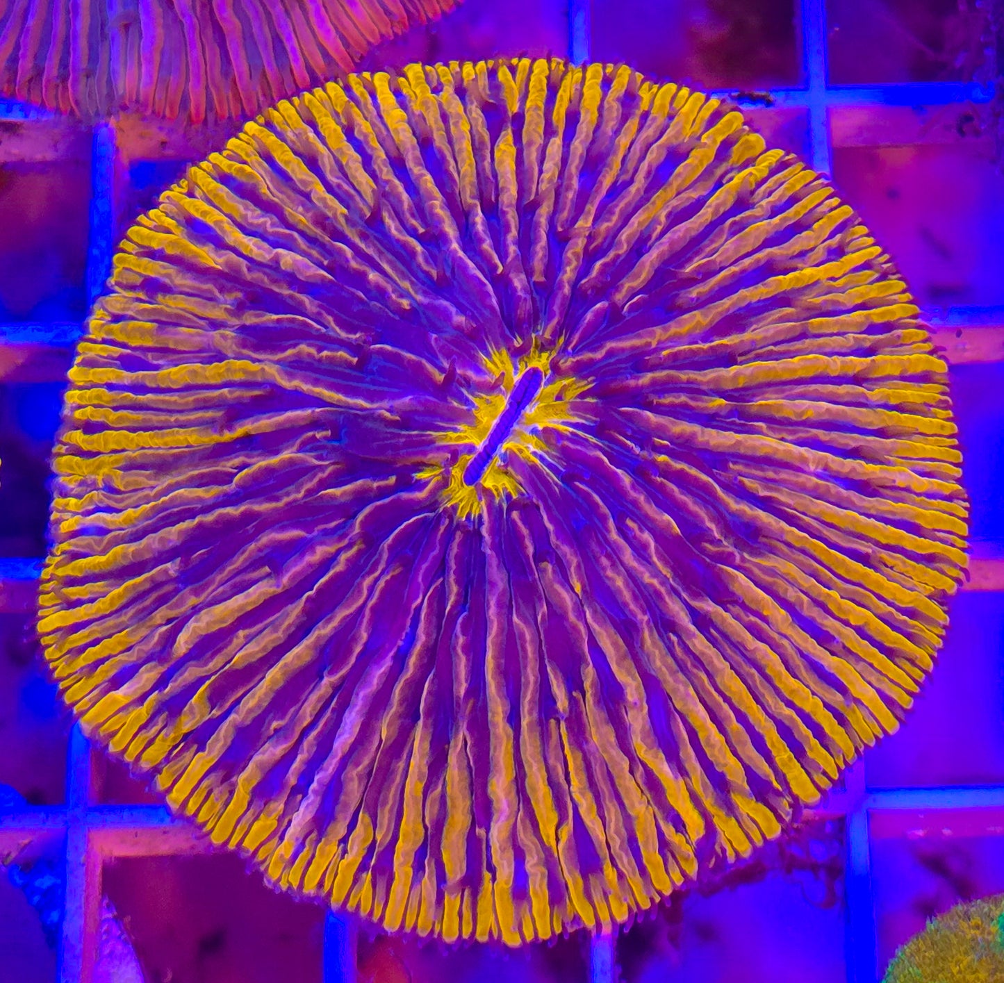 Flame orange diaseris plate