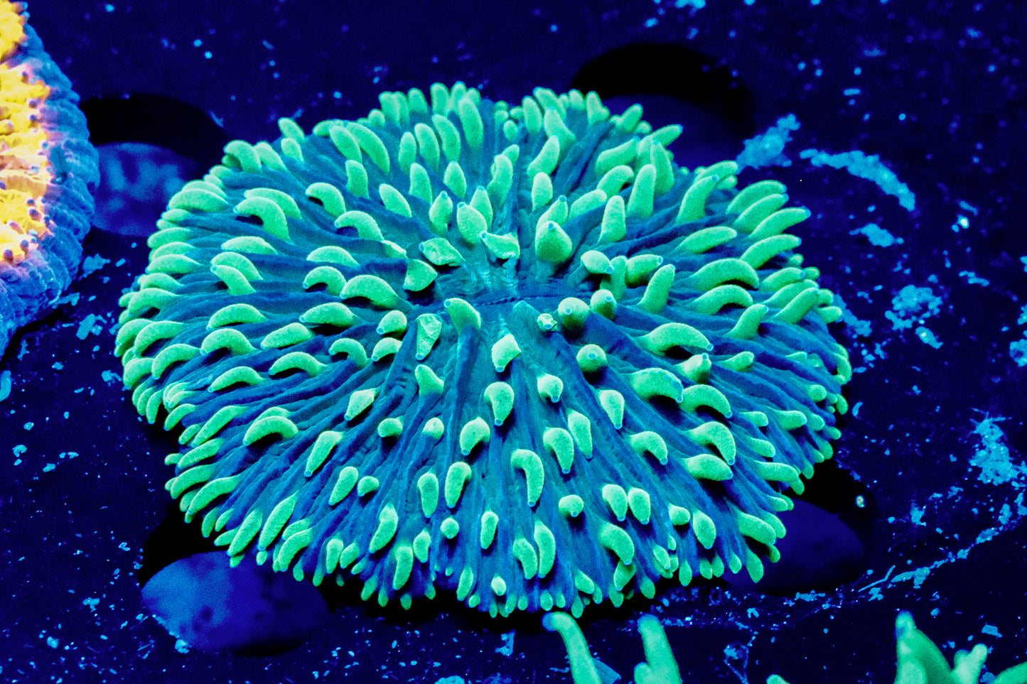 Blue Green Plate