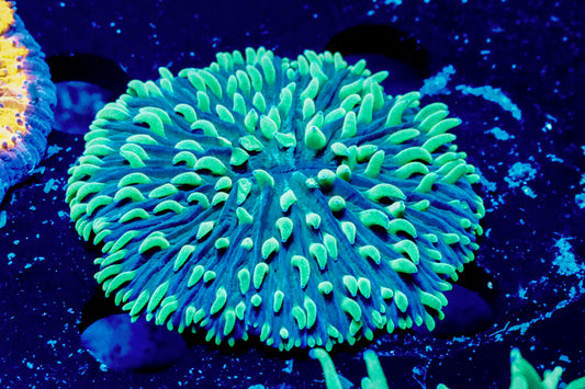 Blue Green Plate
