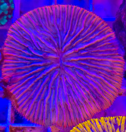 Red Diaseris Plate