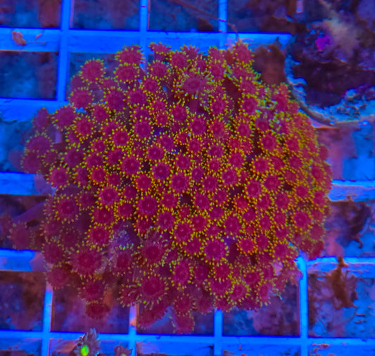 Raspberry goniopora colony