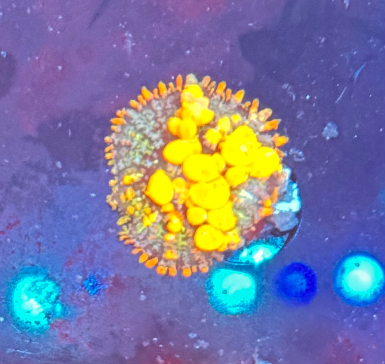 Sunkist Bounce Mushroom