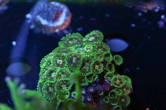 Green Zoa Colony