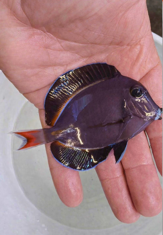 Achilles Gold Rim Hybrid