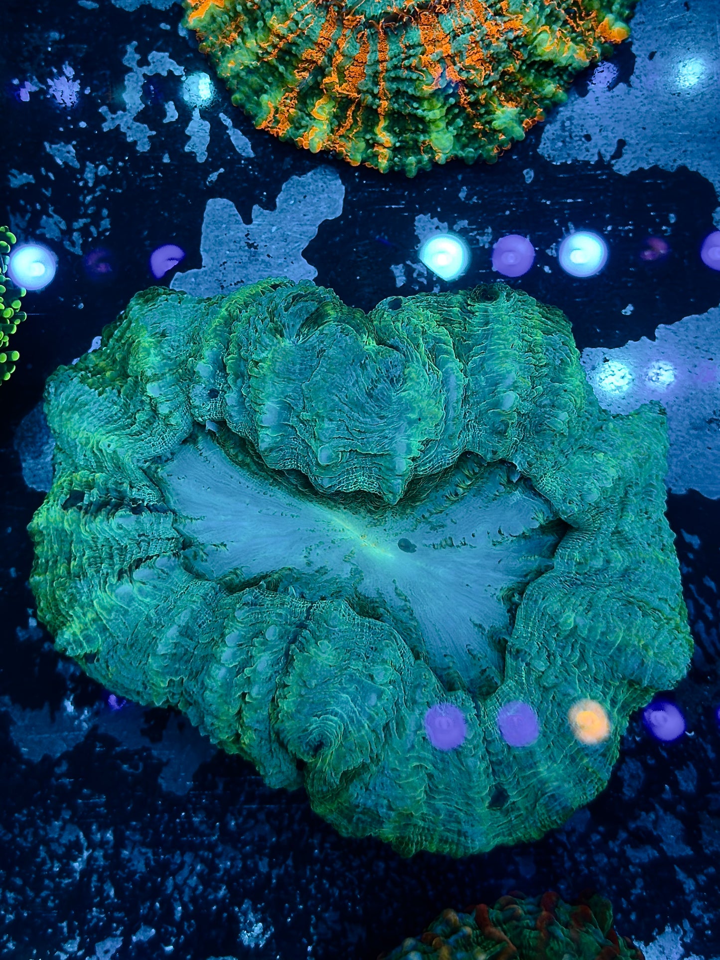 Green Aussie Acantho