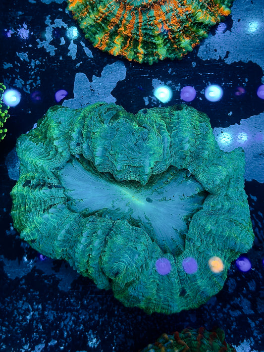 Green Aussie Acantho