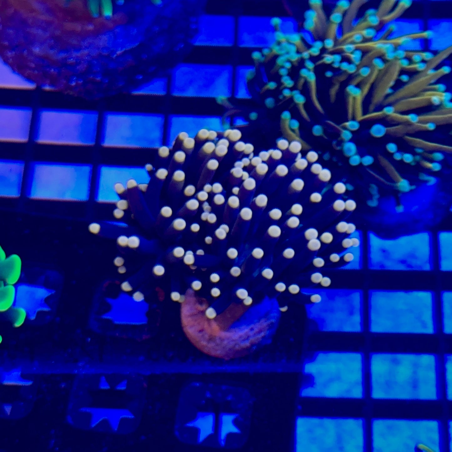 2 Headed Blacklight Torch