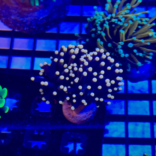 2 Headed Blacklight Torch
