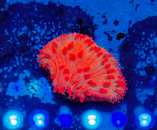Flame Red Diaseris Plate