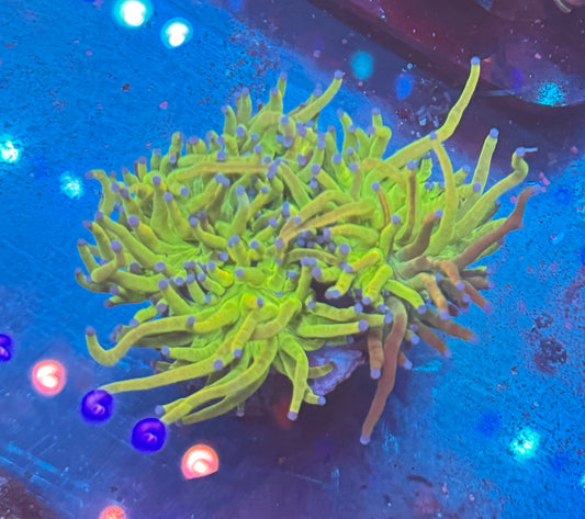 Grafted Holy Grail Torch