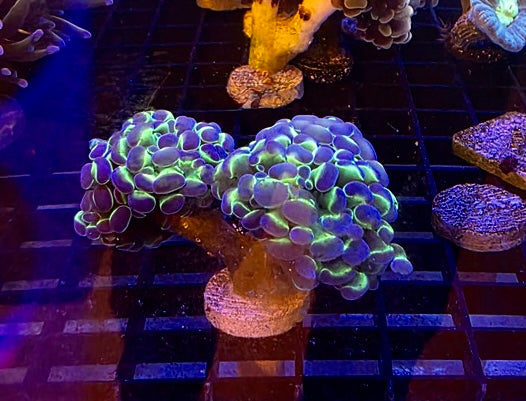 2 Headed Hologram Hammer