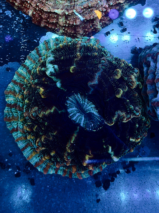 Teal Rim Indophyllia