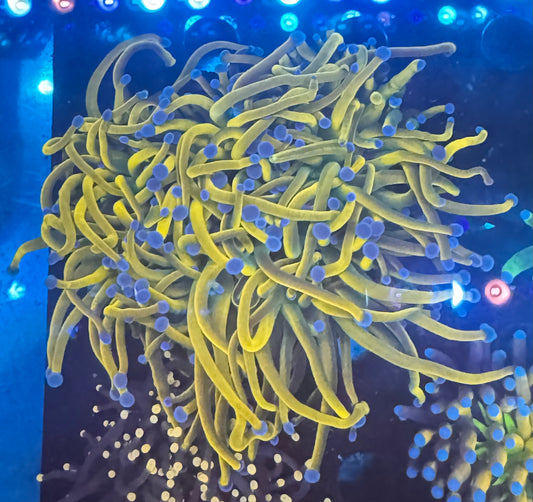 New York Knicks Torch