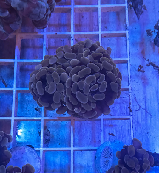 Peach Branching Hammer