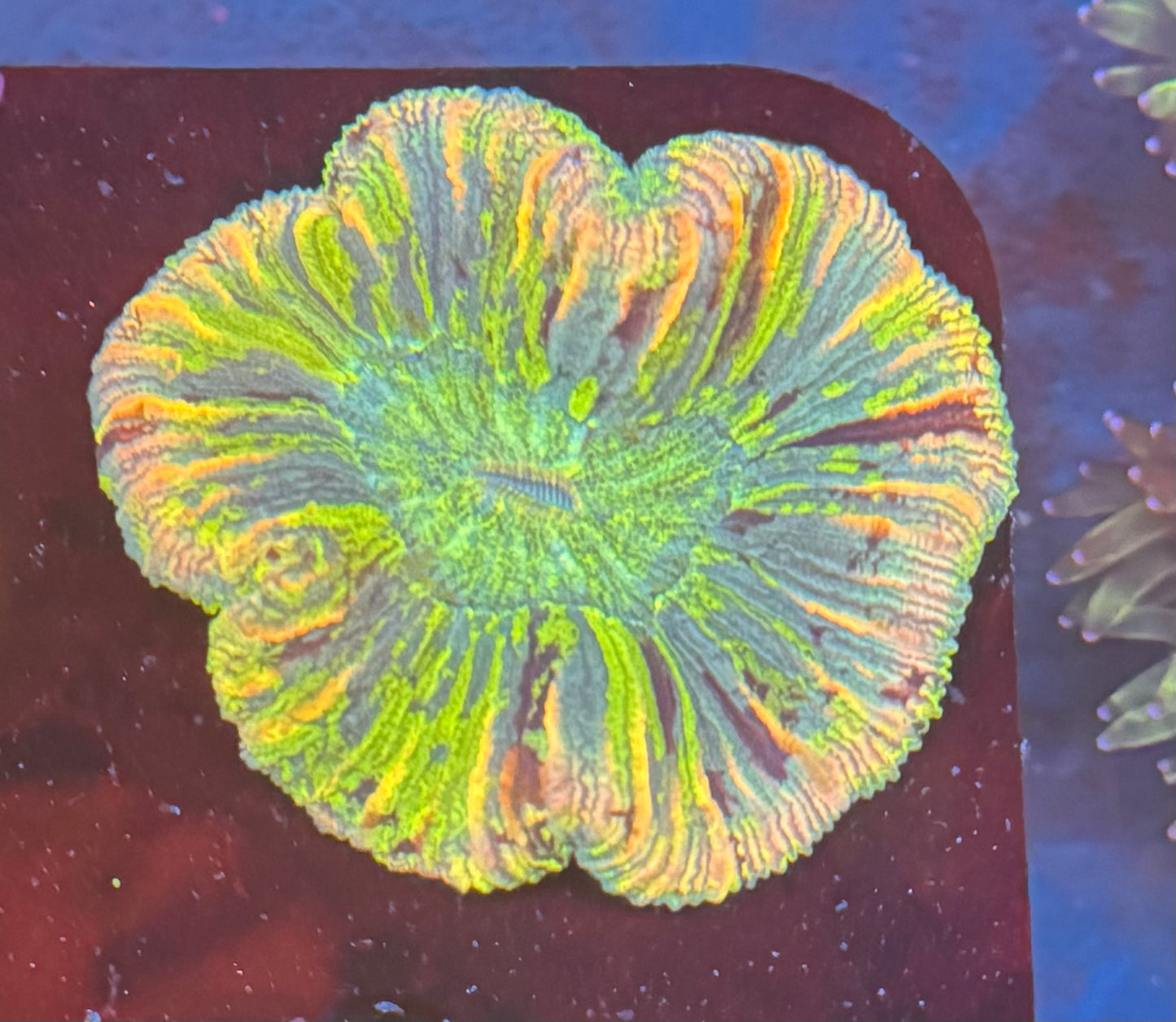 Rainbow Trachy