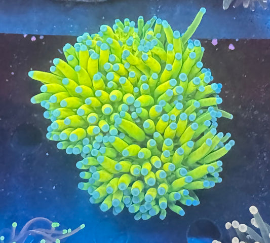 Splitting Holy Grail Torch