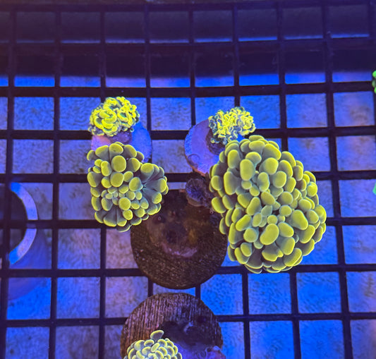 2 Headed Gold Hammer