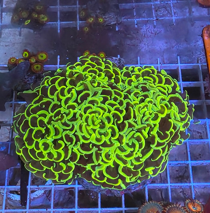 Green Wall Hammer
